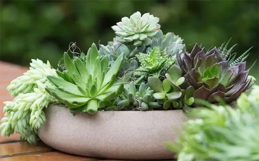 suculentas e tipos de plantas para escritórios