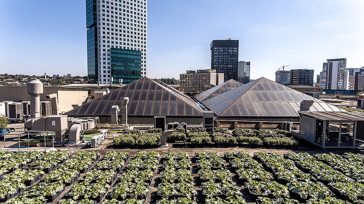 Modelo de shopping arborizado